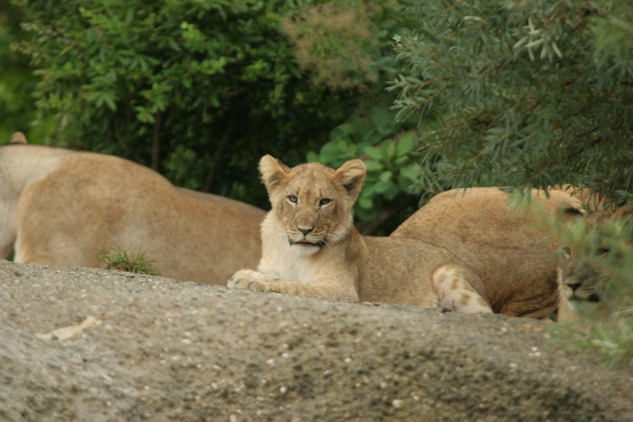 Zoo de Bale - 092